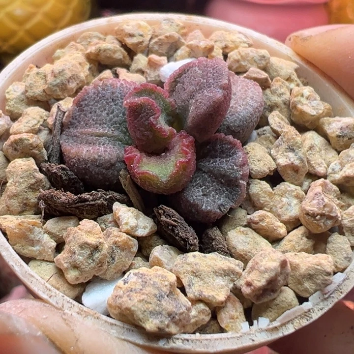 愛***屋吉祥如意的大人物们都在