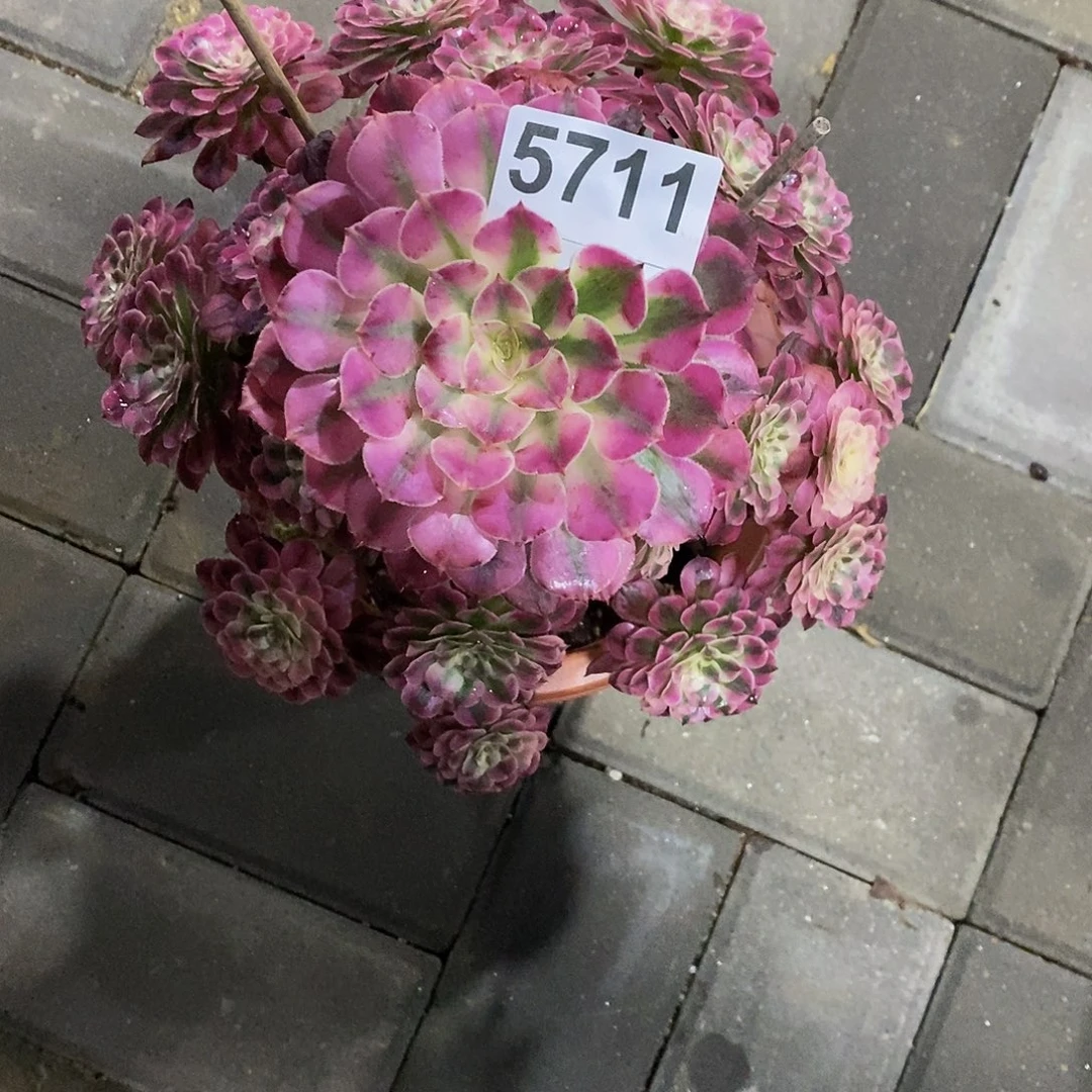 三***器5711红铜白55555555555