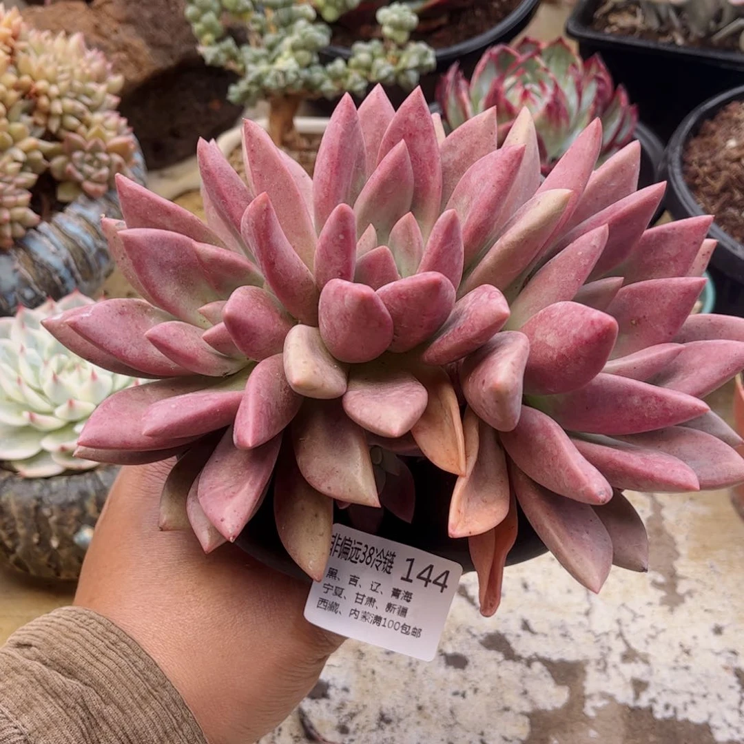 144桃花源德华多肉