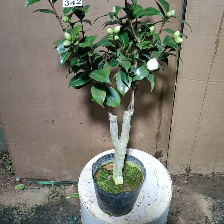 342朱露，原盆原土发货，不包邮