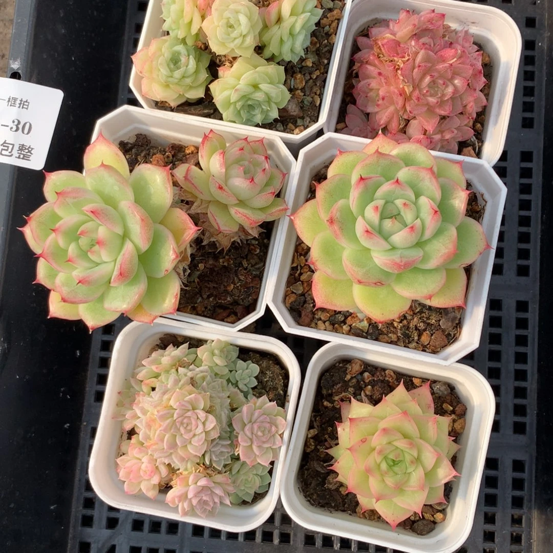 1201-30 套餐一组