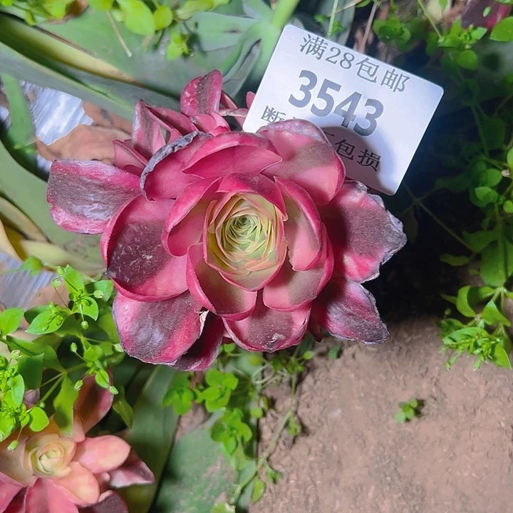 无花朵我**°3543无根如意多肉植物