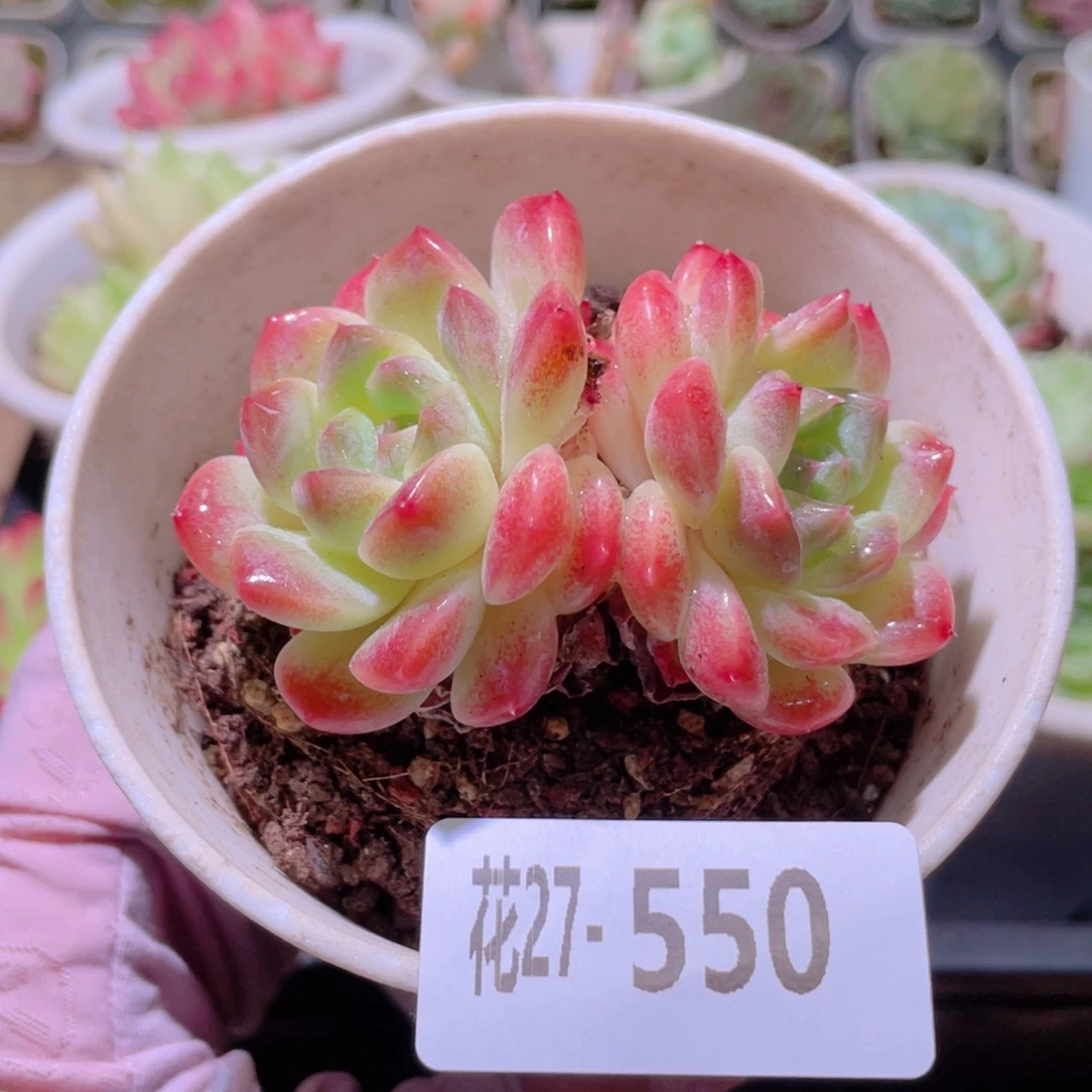 花利美27-550秘境冰魄