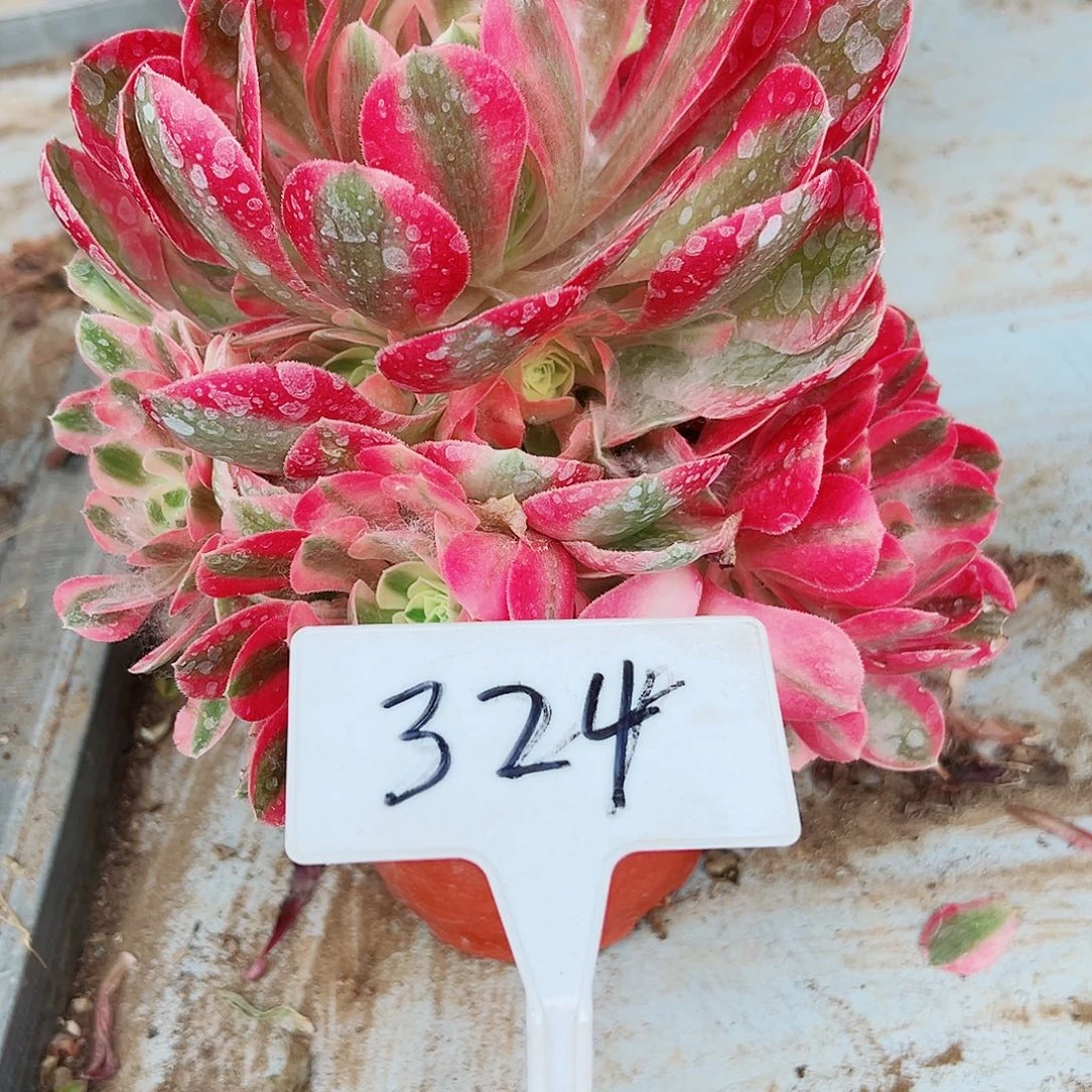 多肉植物粉女巫法师