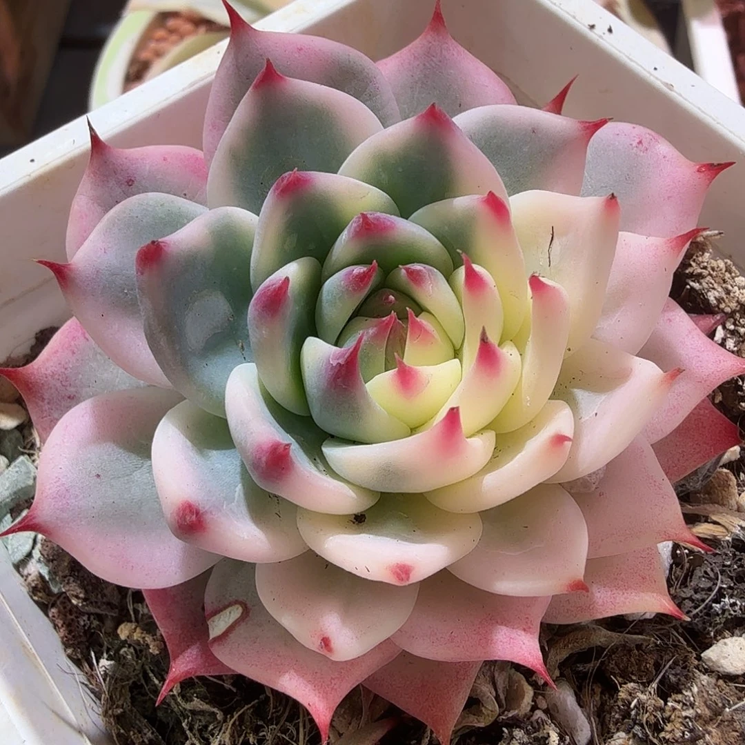 吉娃娃锦，多肉植物。