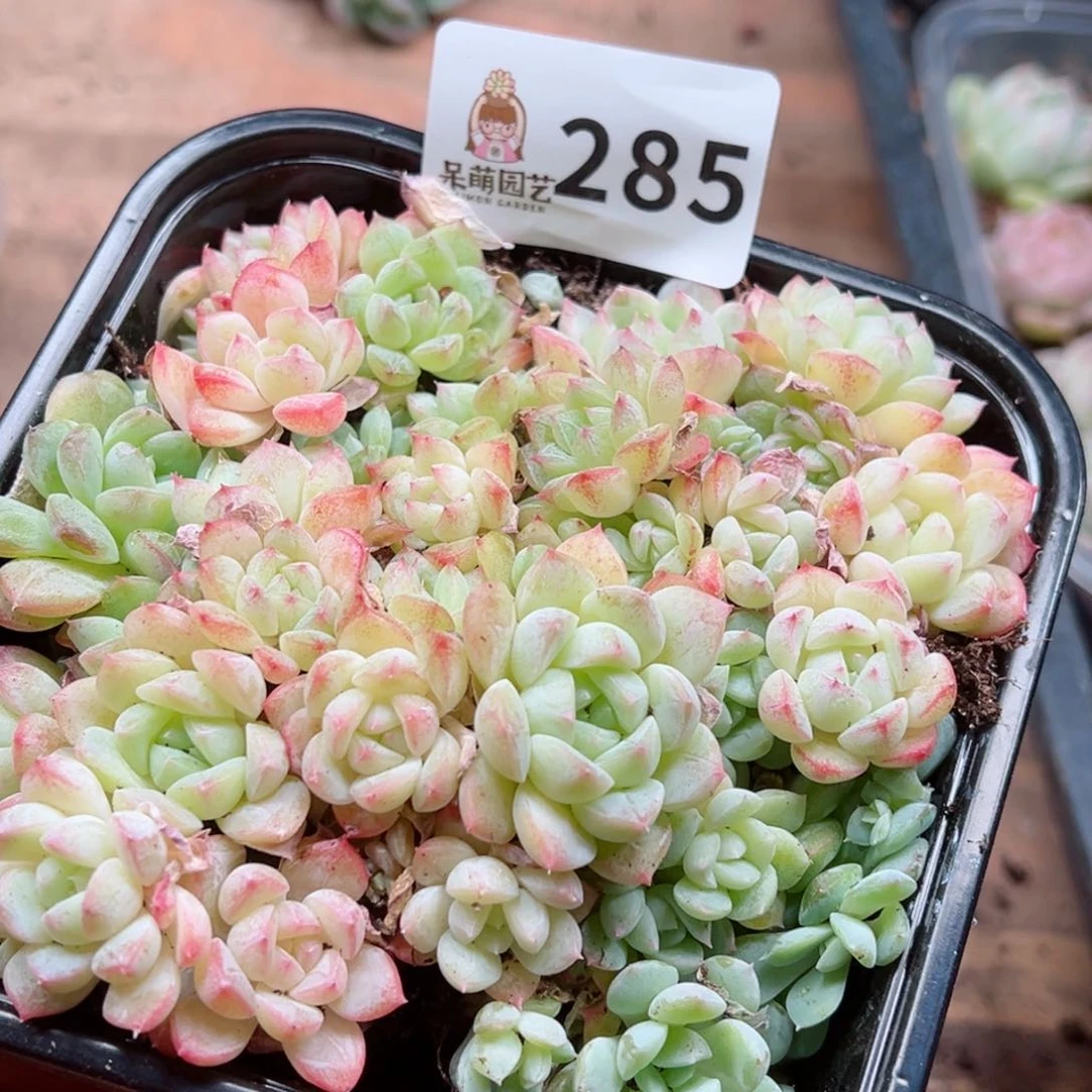 多肉植物多肉植物