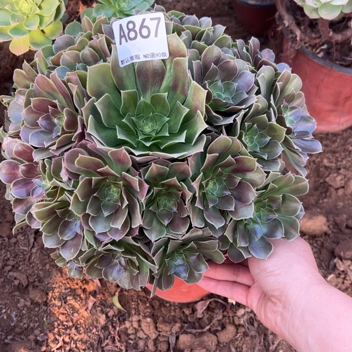玫瑰法师多肉植物867.