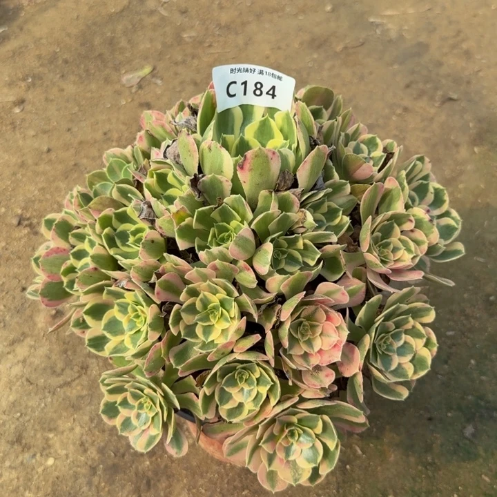 184妖月 多肉植物