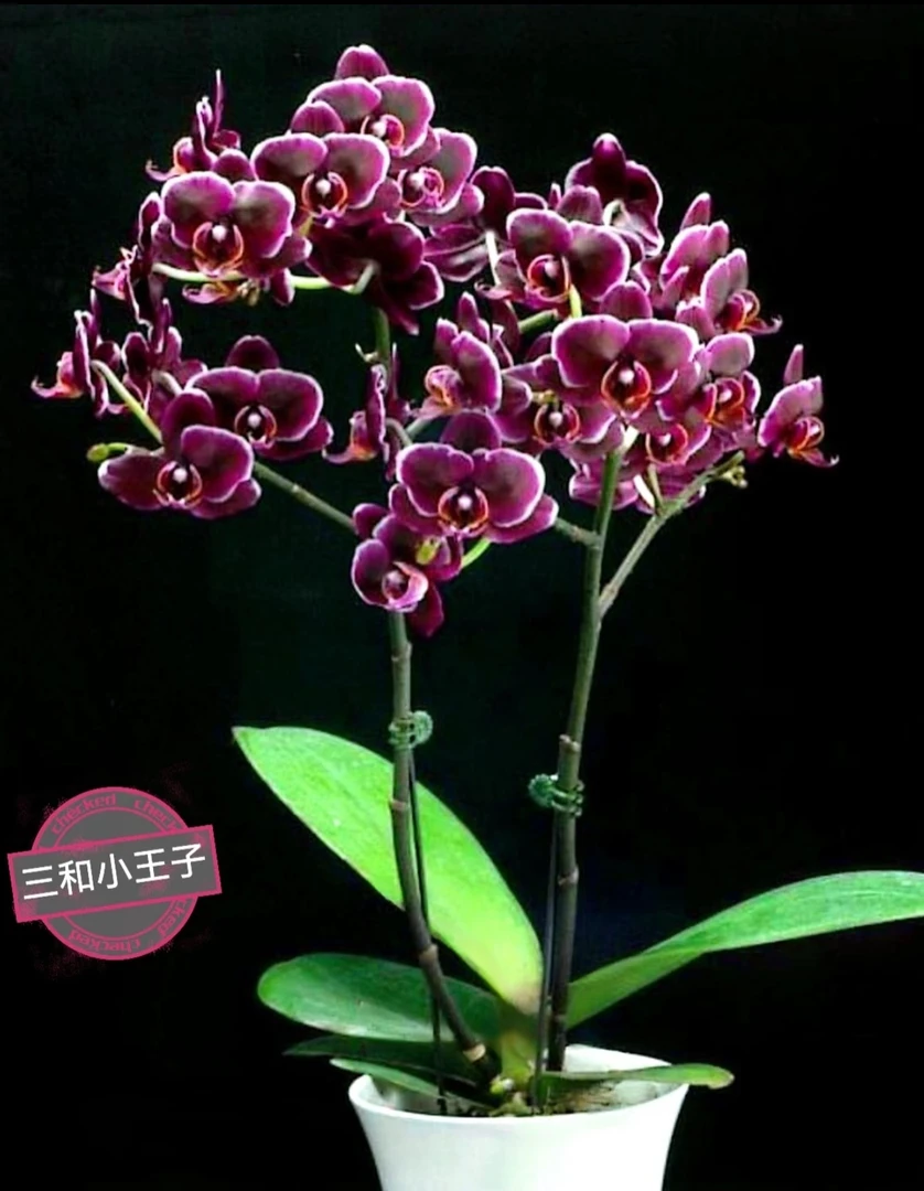 【三和小王子】蝴蝶兰基地直发四季鲜花乔迁送礼组盆好养
