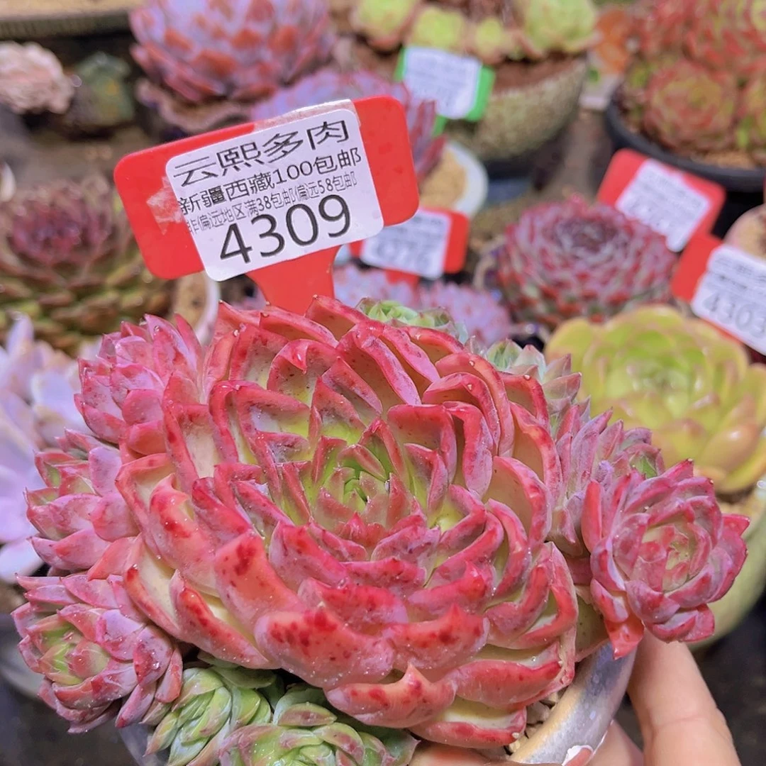 4309东云杂。
