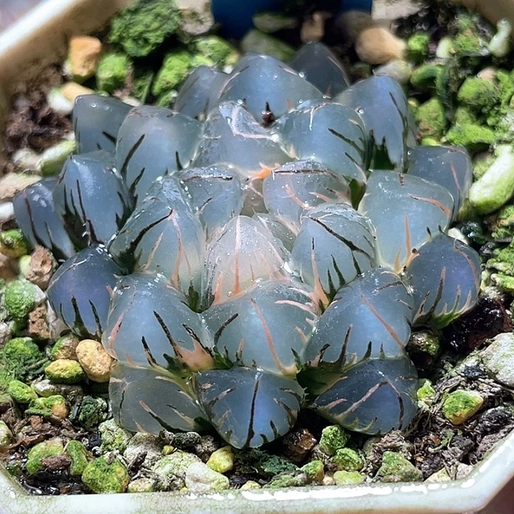 792水中月锦特选福利
