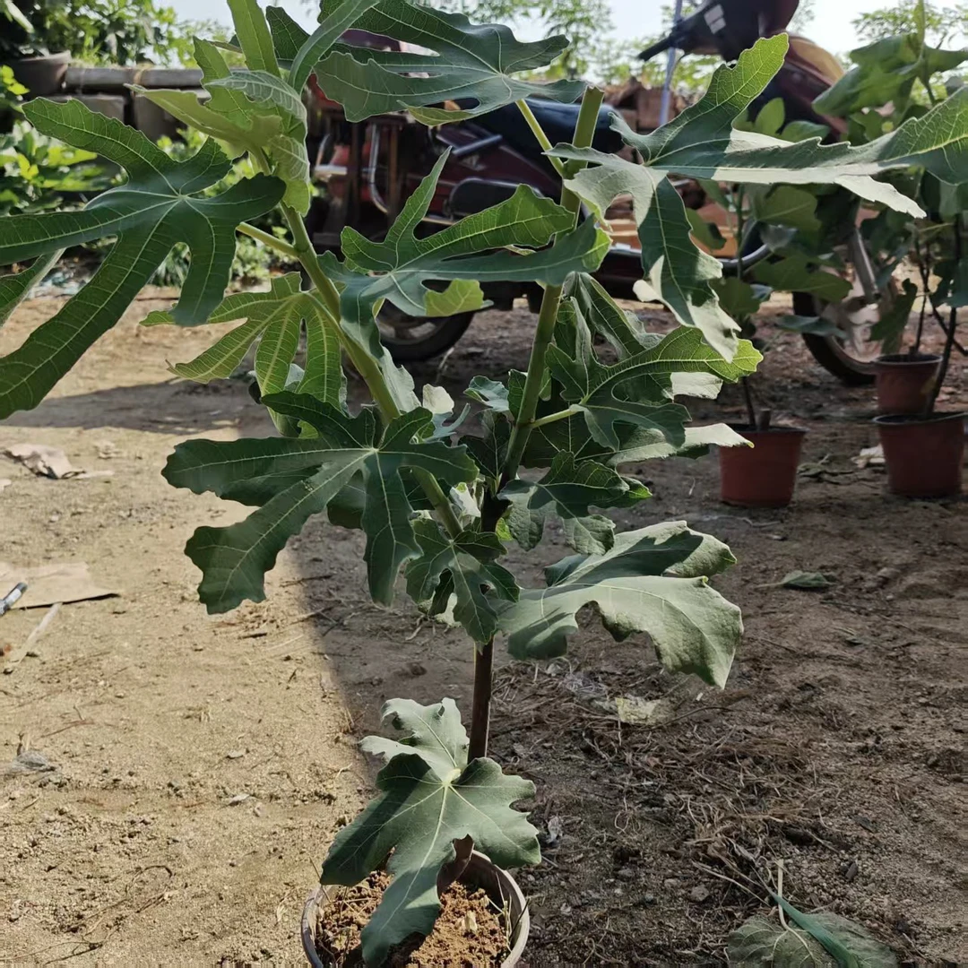 芭劳奈无花果盆栽地栽原盆原土发货无花果树苗