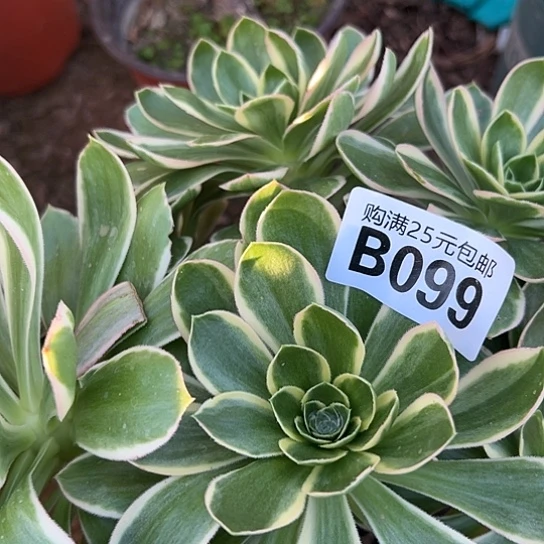 莉**2多肉植物一个