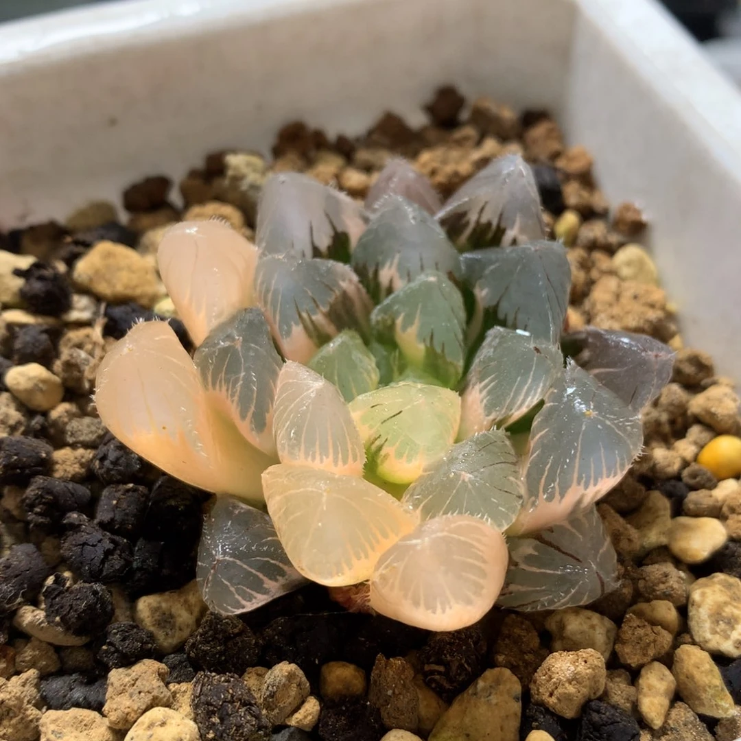 赤线实生玉露锦，带盆