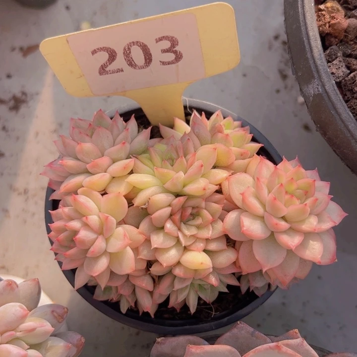 健健康康平平安安