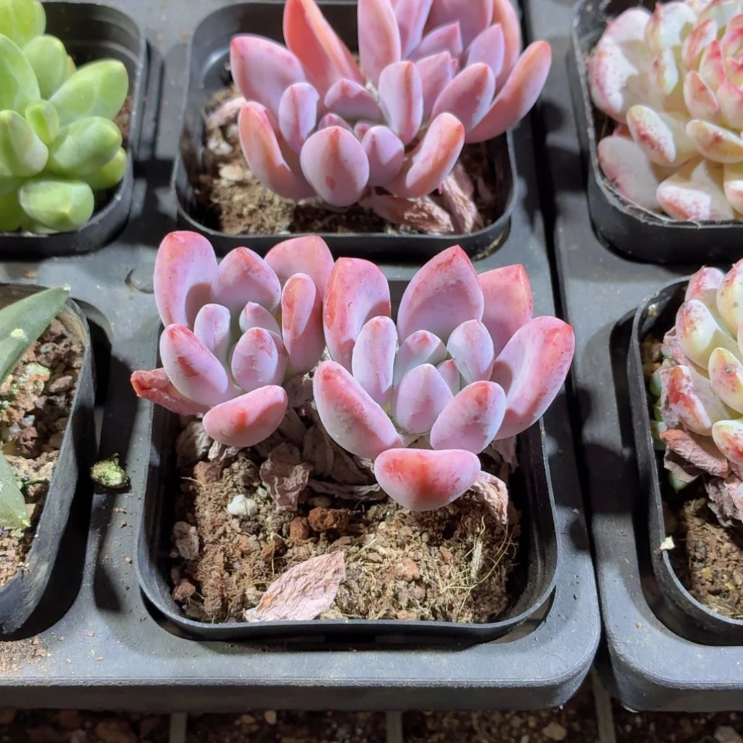 奥普多肉9.9包邮发货