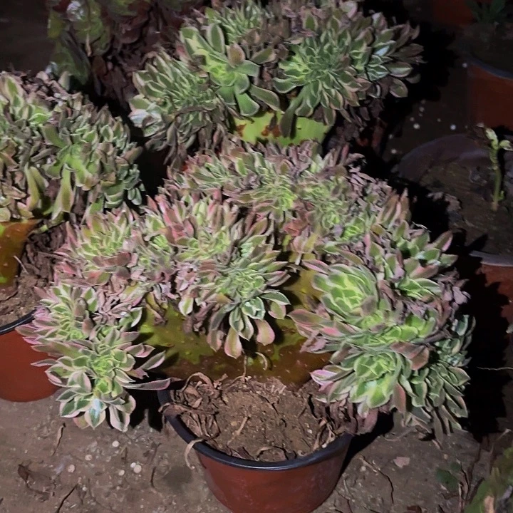 男神多肉植物不售后量拍缀化