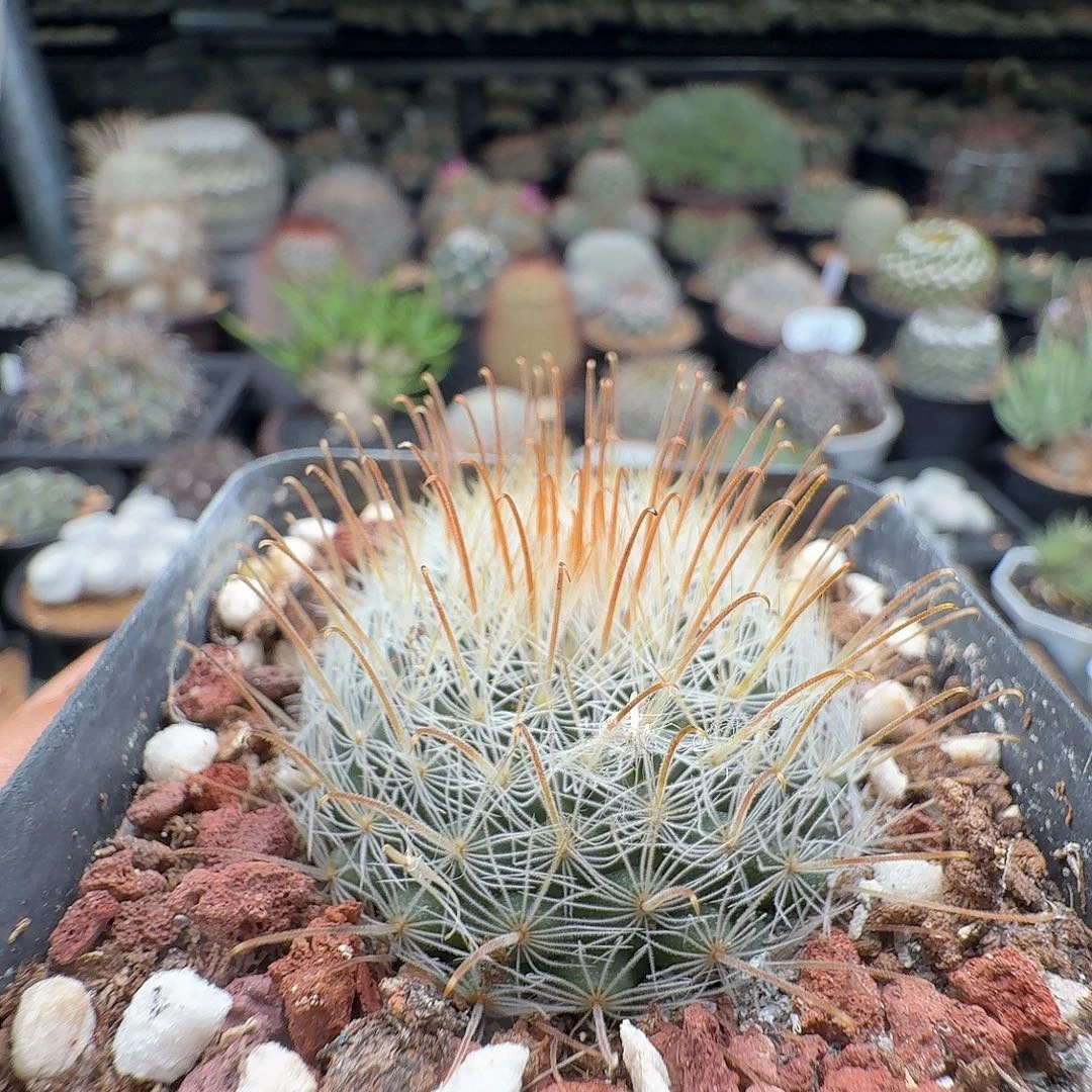 用***3实生阳炎脱土修根