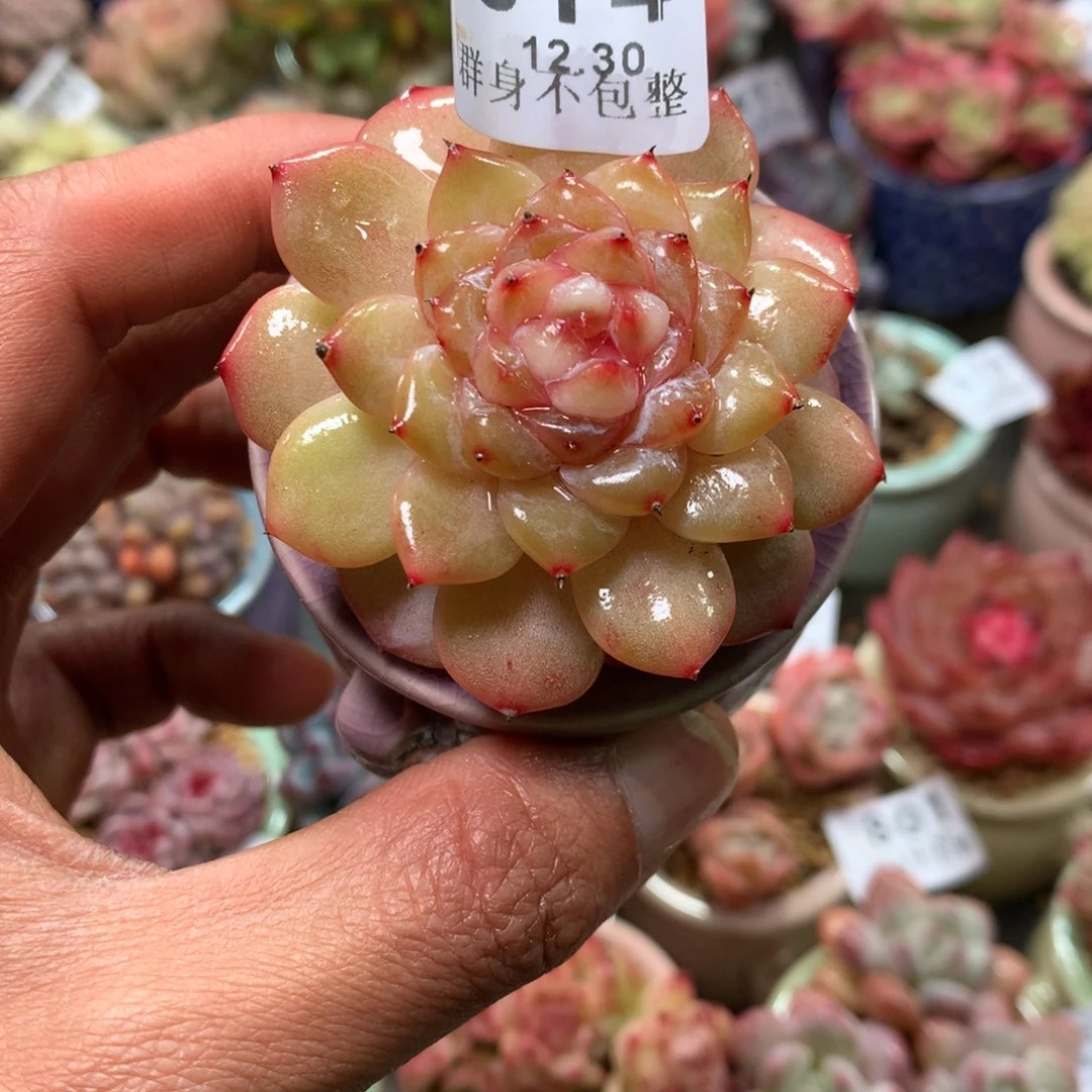 精控拇指盆12.30814