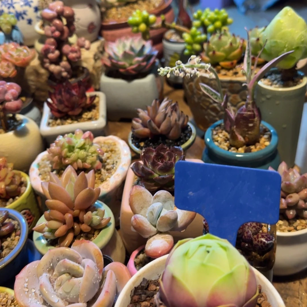 一***·多肉植物9999999