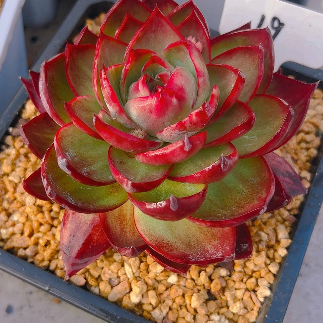 s***y惊鸿仙子一物一拍19号