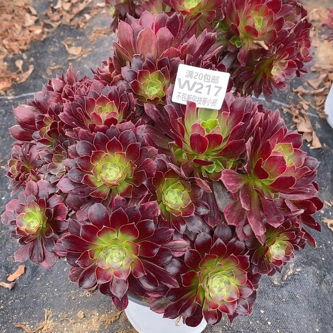 217安娜老桩多肉