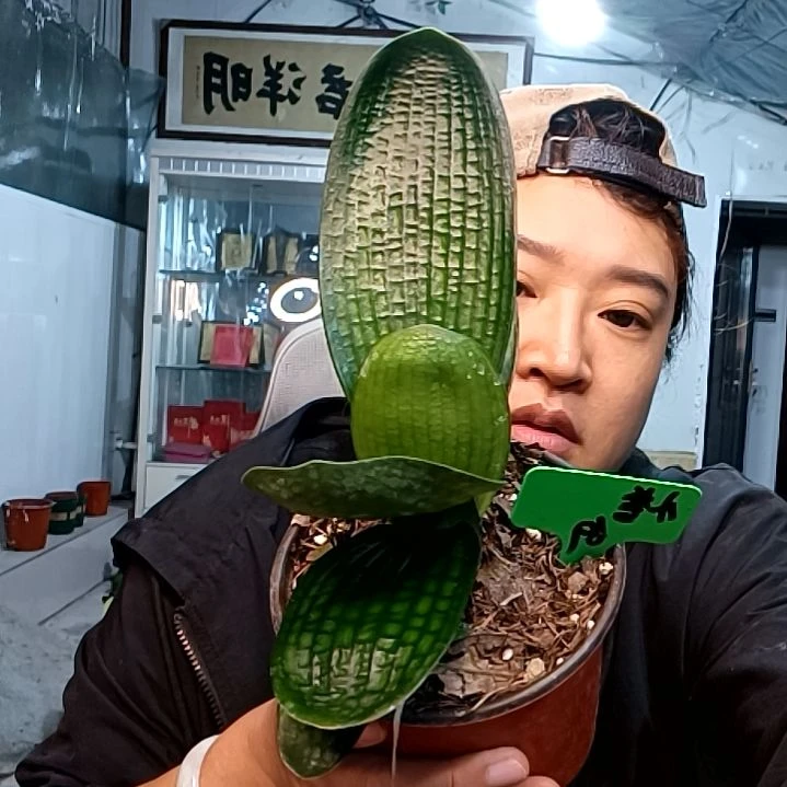 小誉69球拍麻王短