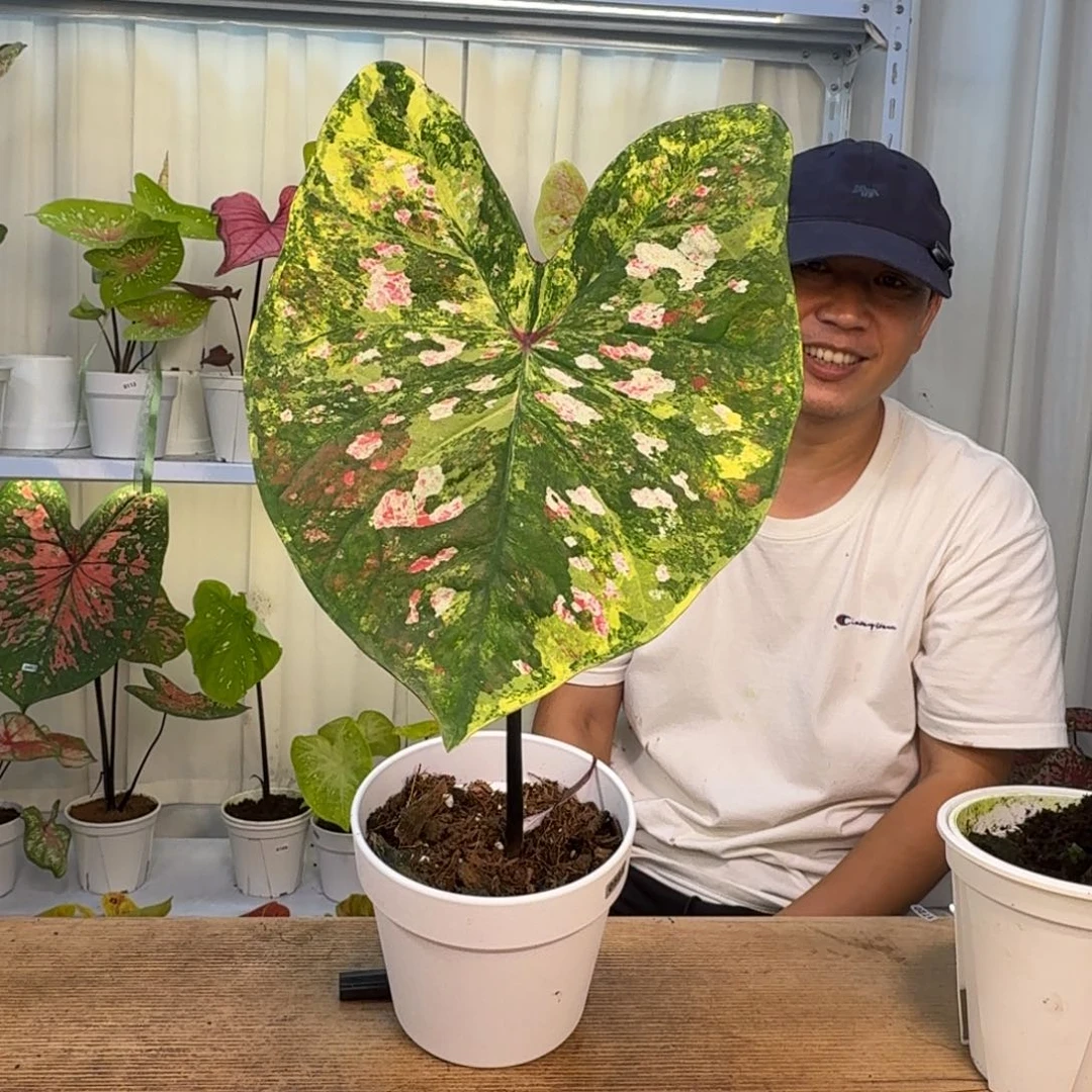 想***椰无花朵莫奈花园   10级福利   0584