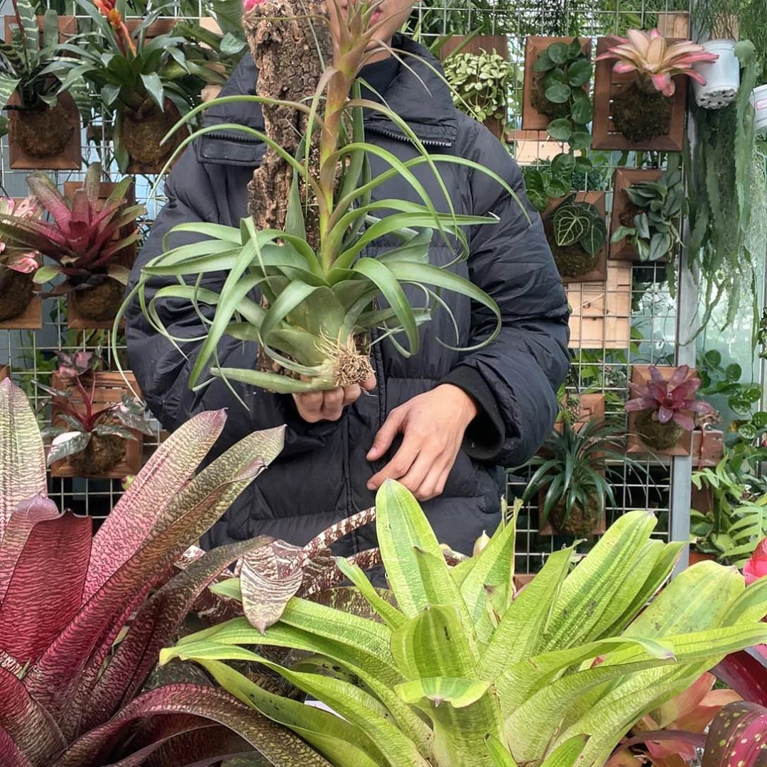 无花朵香槟可乐上板