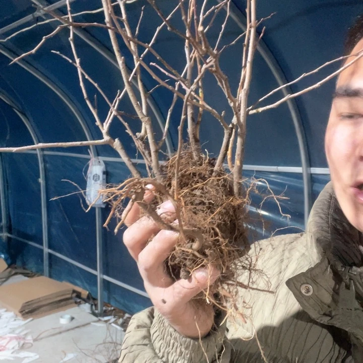 原生黑珊瑚海棠花一颗