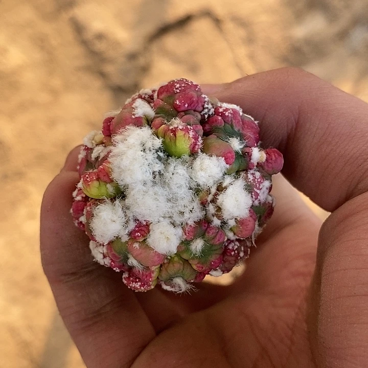 龙神木接悟空兜锦