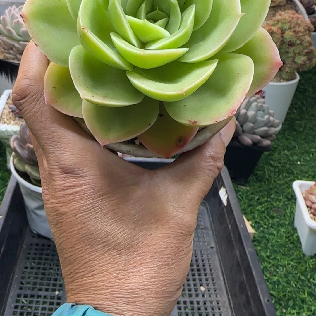 锦安精品多肉植物276