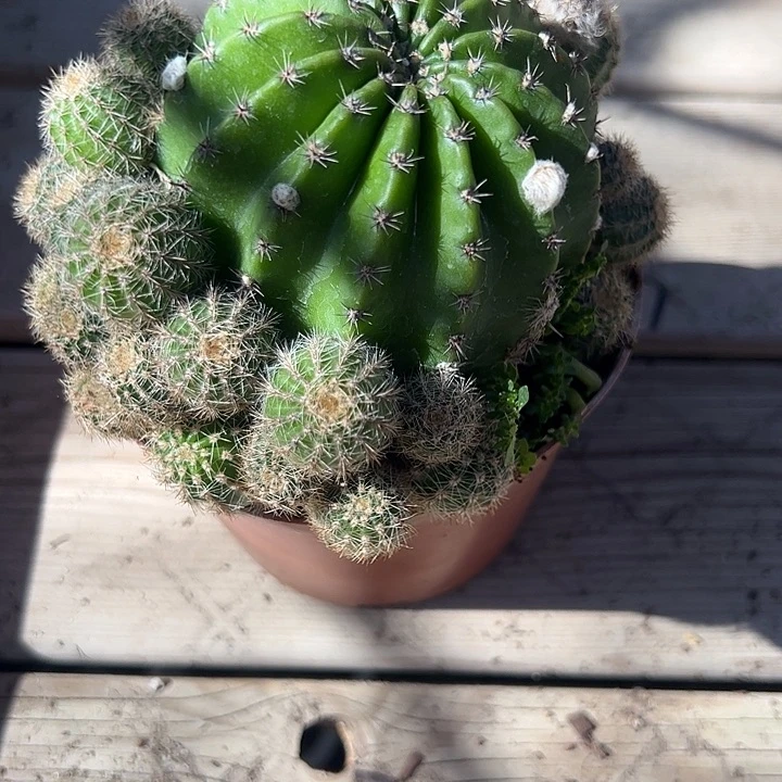 彩草仙人球多肉植物