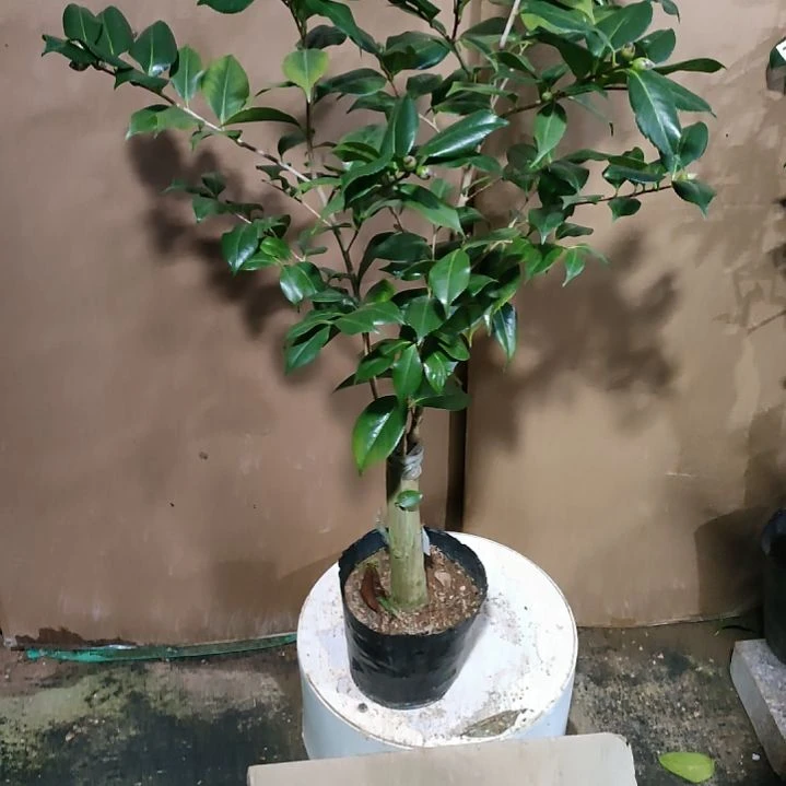 162不知名，原盆原土发货，