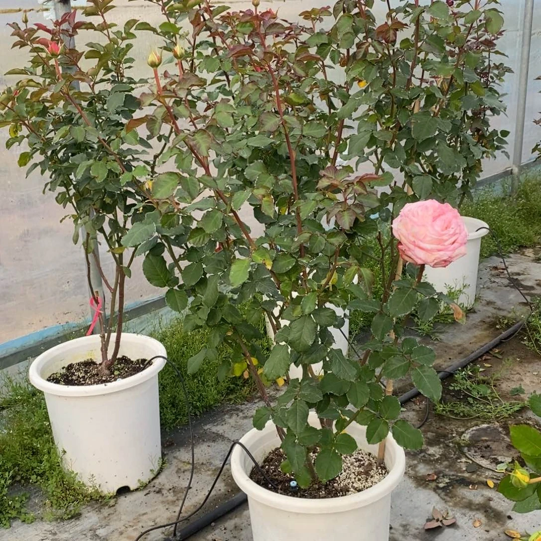 完全开放一物一拍