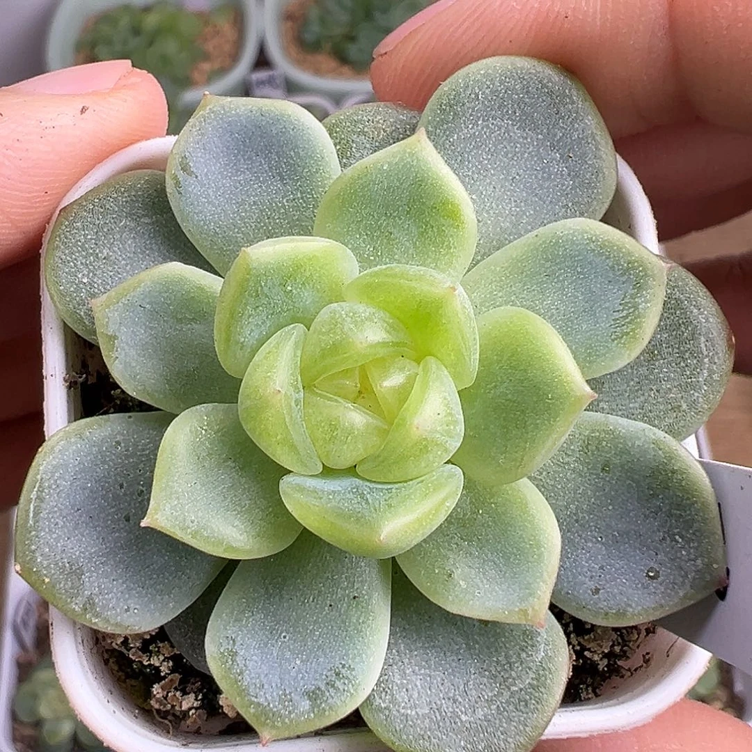 P73甜心。
