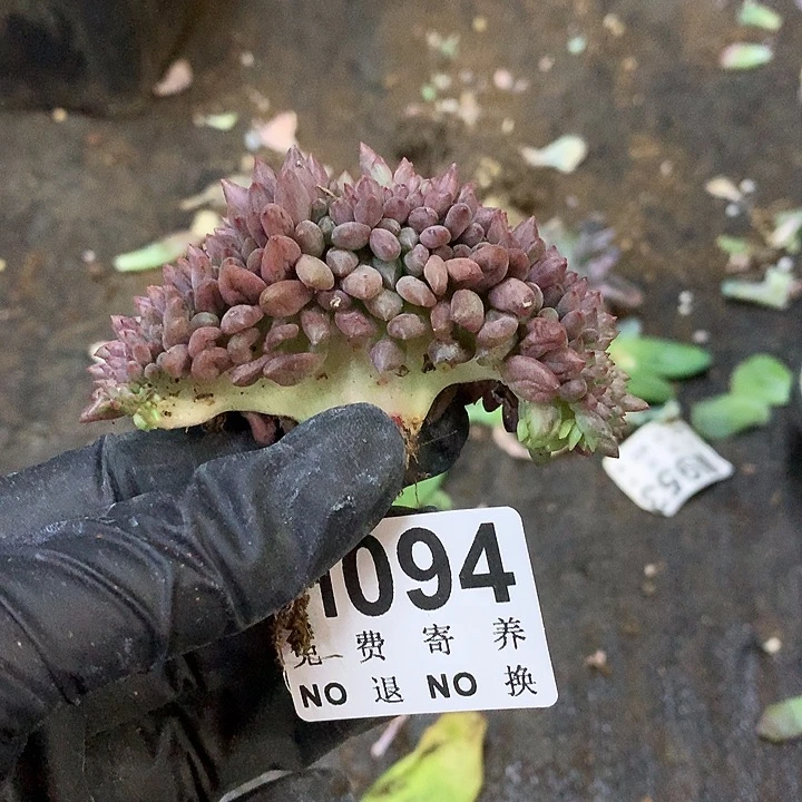 红蜻蜓缀化 非偏远38包邮节后发请联系客服