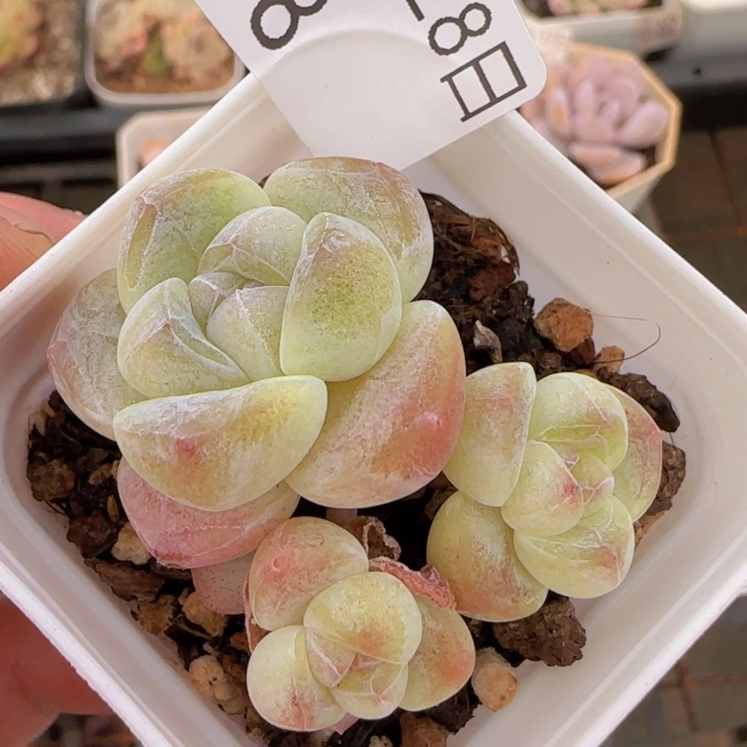 三头糖心冰玉一颗脱土发货