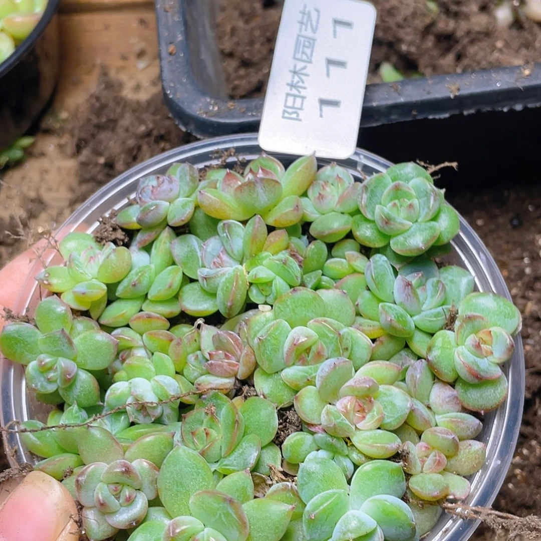 多肉植物多肉植物111