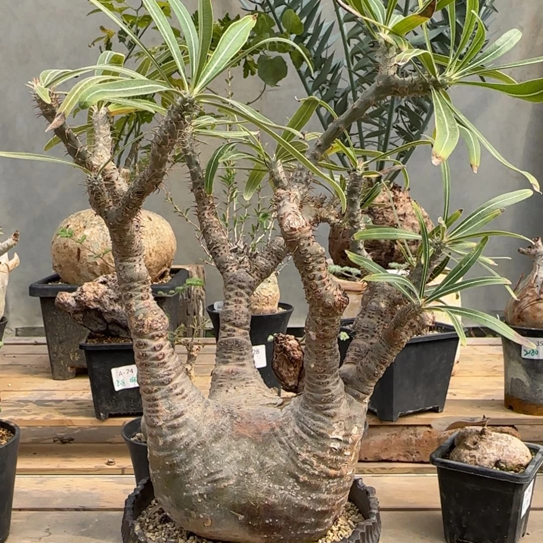 1象芽宫块根植物13.7厘米