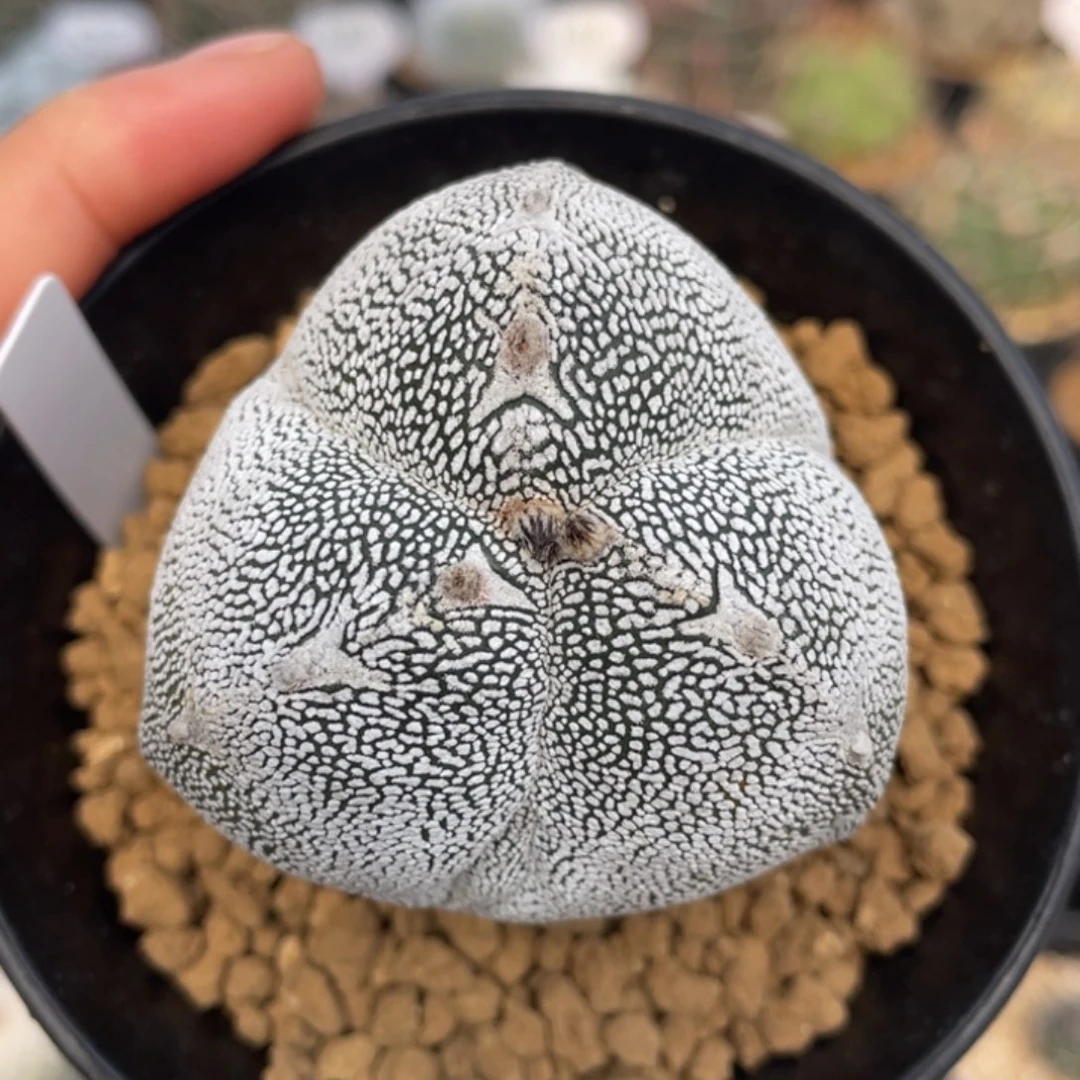 三角恩冢          实生根