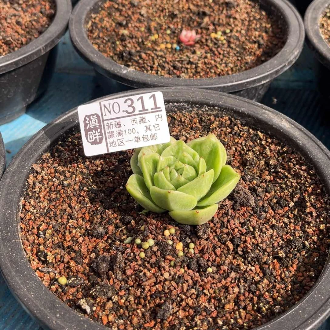 311……………………雪鸟多肉