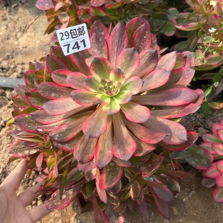 烟花……多肉植物……