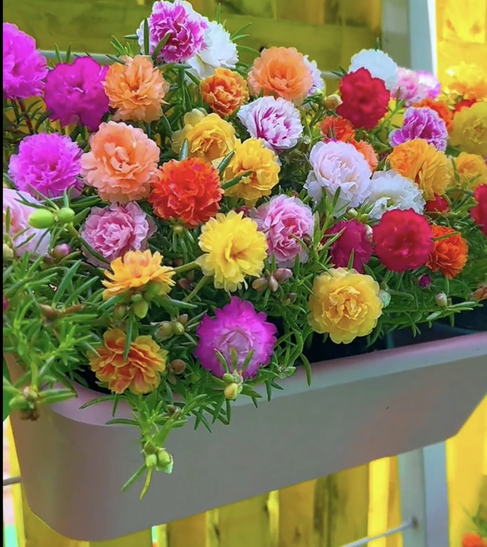 20色小苗）重瓣太阳花多年生多色四季开花可室内外种植