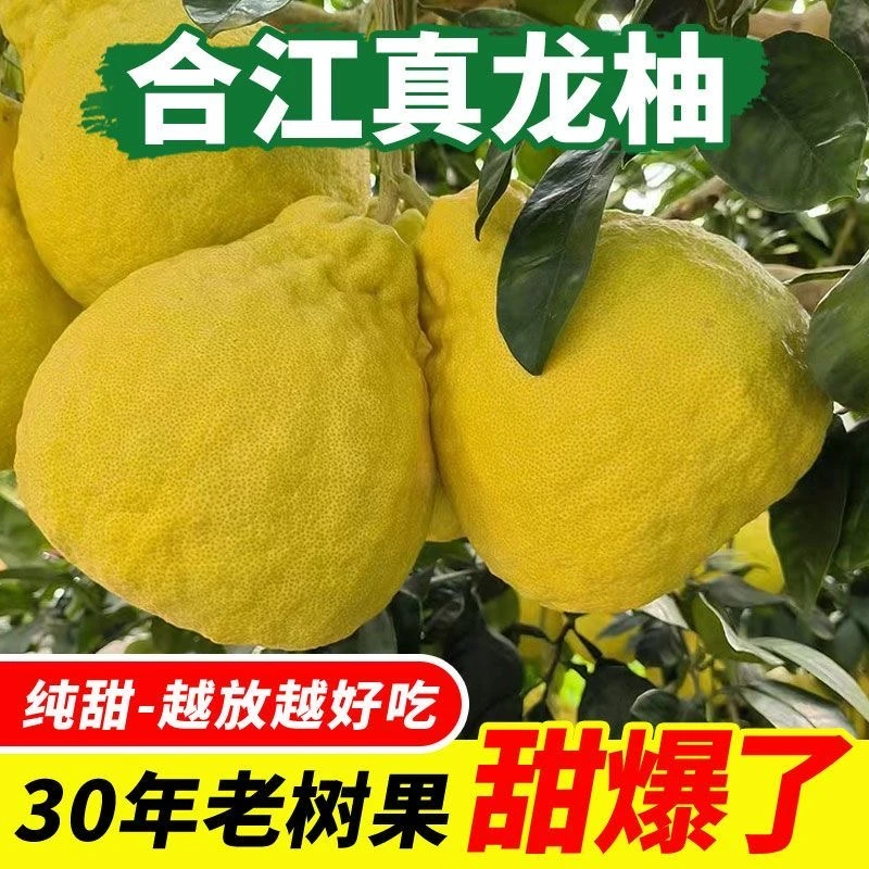 （福利大果）正宗合江真龙柚无虾线白心柚子非沙田柚新鲜当季水果
