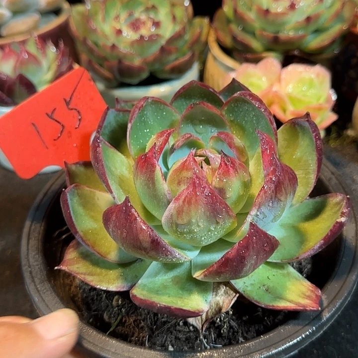 惊鸿一物一拍包装收缩花旱155有瑕疵