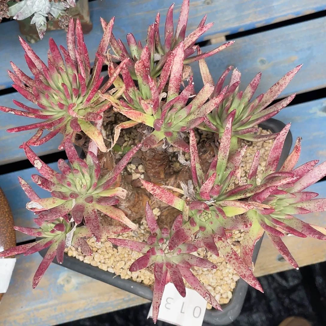 仙女杯多头老桩0135