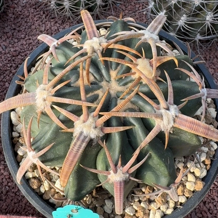 王凌波，养定666666