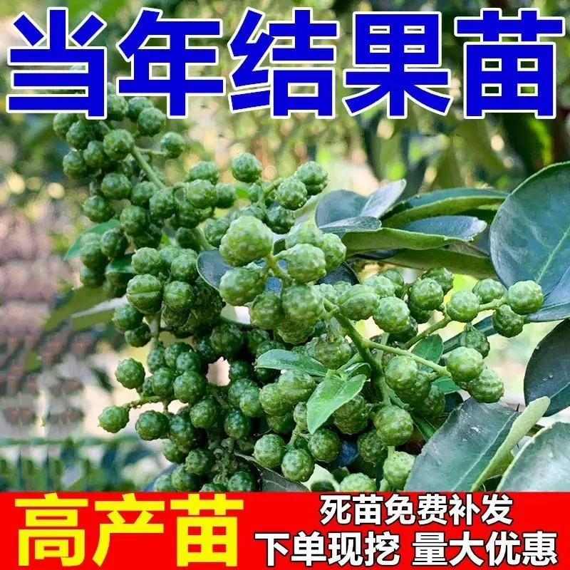 青花椒苗树盆栽食用藤椒苗南方北方种地栽大红袍花椒树苗当年结果