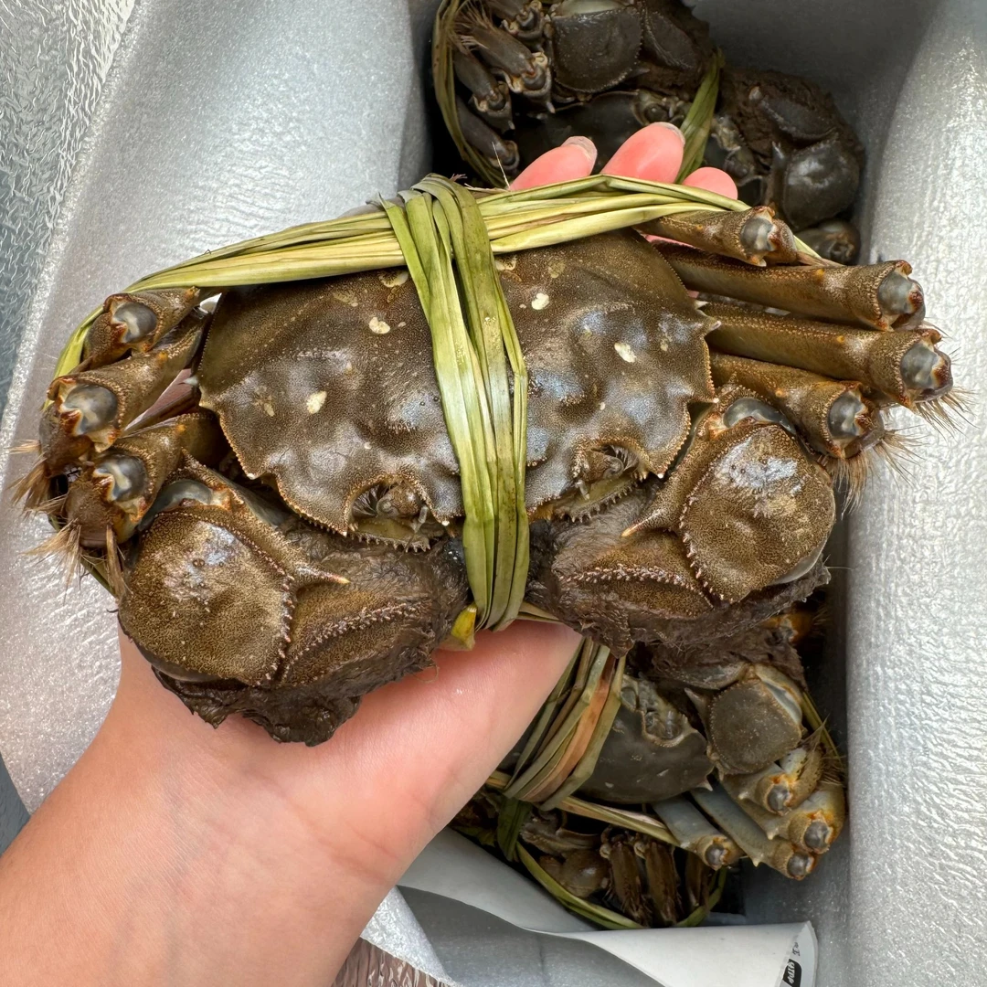 【活蟹】精品公3.8-4.1两4只 / 母2.9-3.1两4只共8只蟹农直发